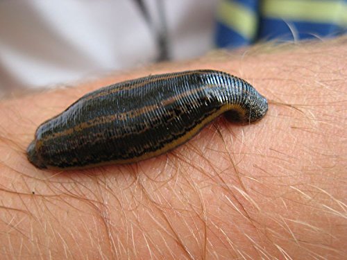 Exploring the Leech: Hirudo Verbana and Its Fascinating Features